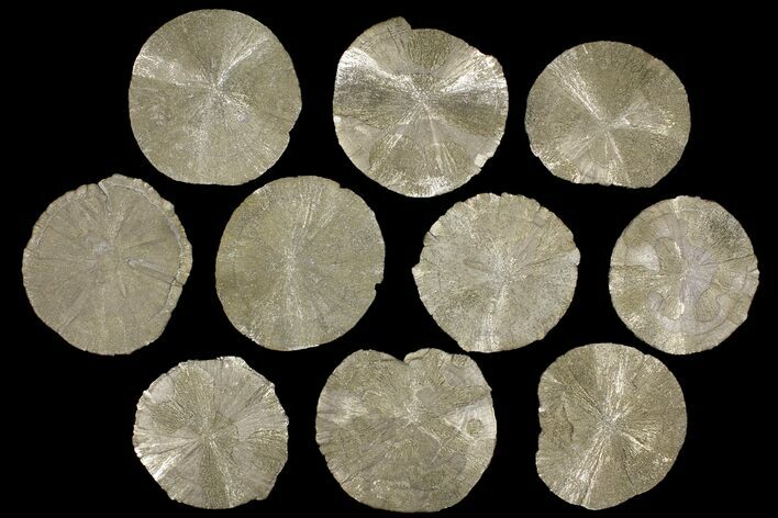 Lot: Pyrite Suns From Illinois - Pieces #91217